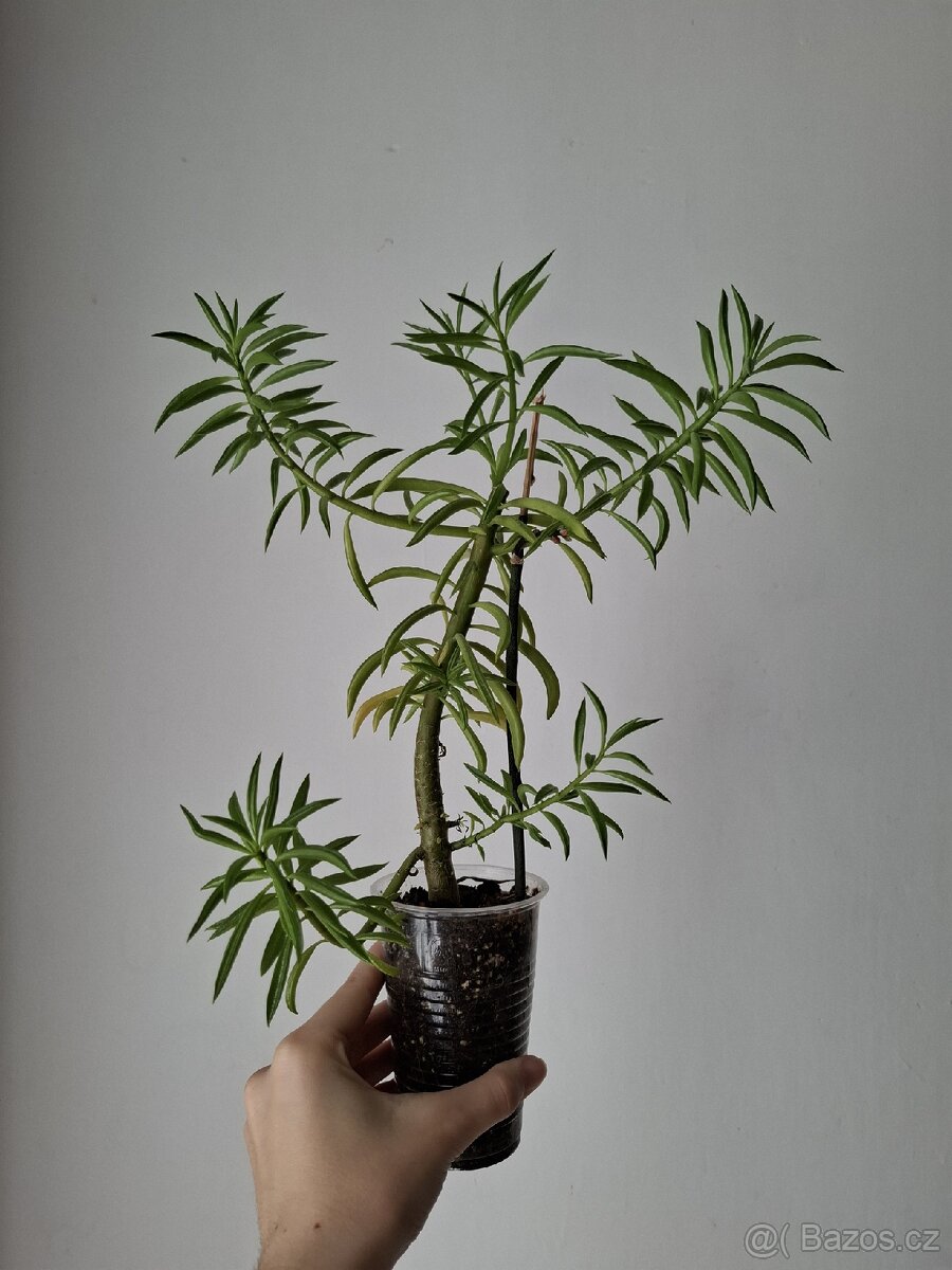 Peperomia - 4