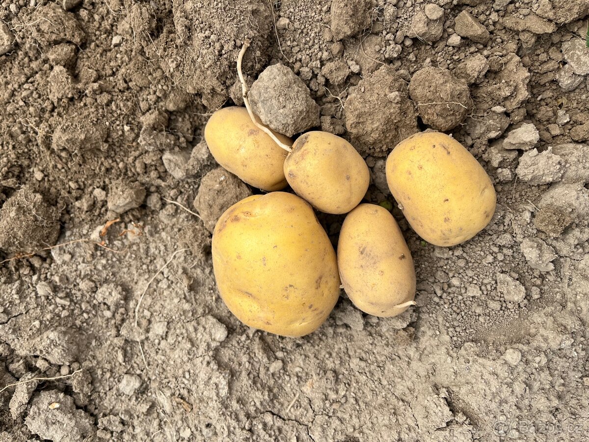 Brambory konzumní - 4