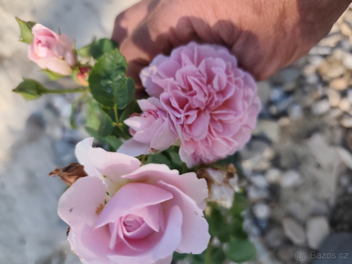 Hledá se hudebnice pro vztah - 4