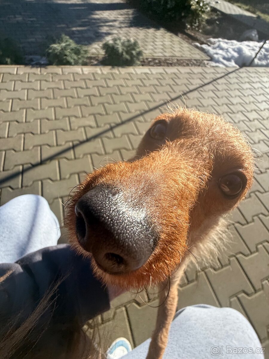 Daruji pejska - spěchá to - 4