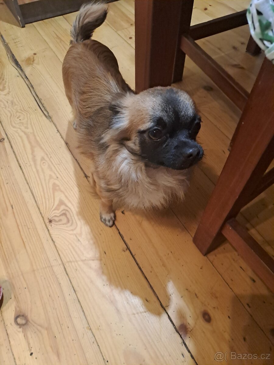 Čivava krizena s joksirem - 4