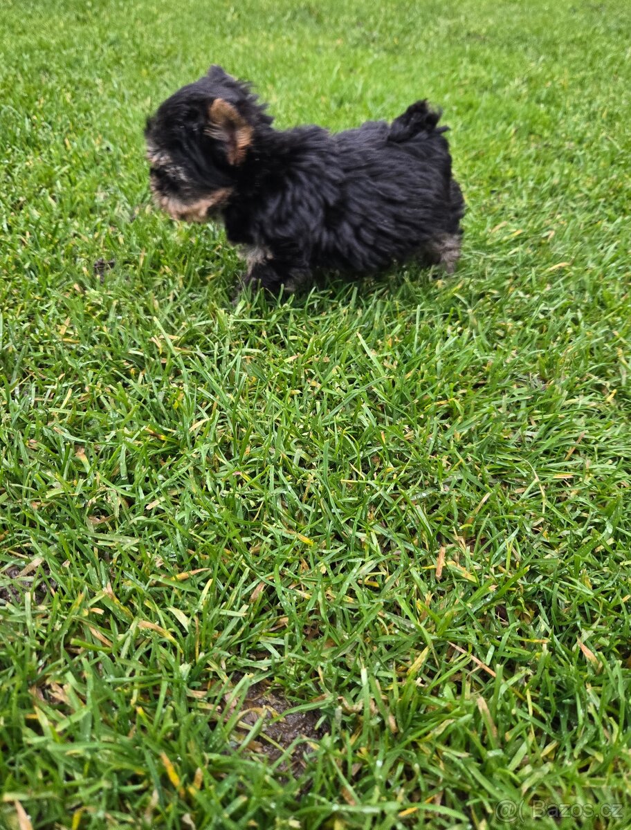 Jorkšírský teriér - 4