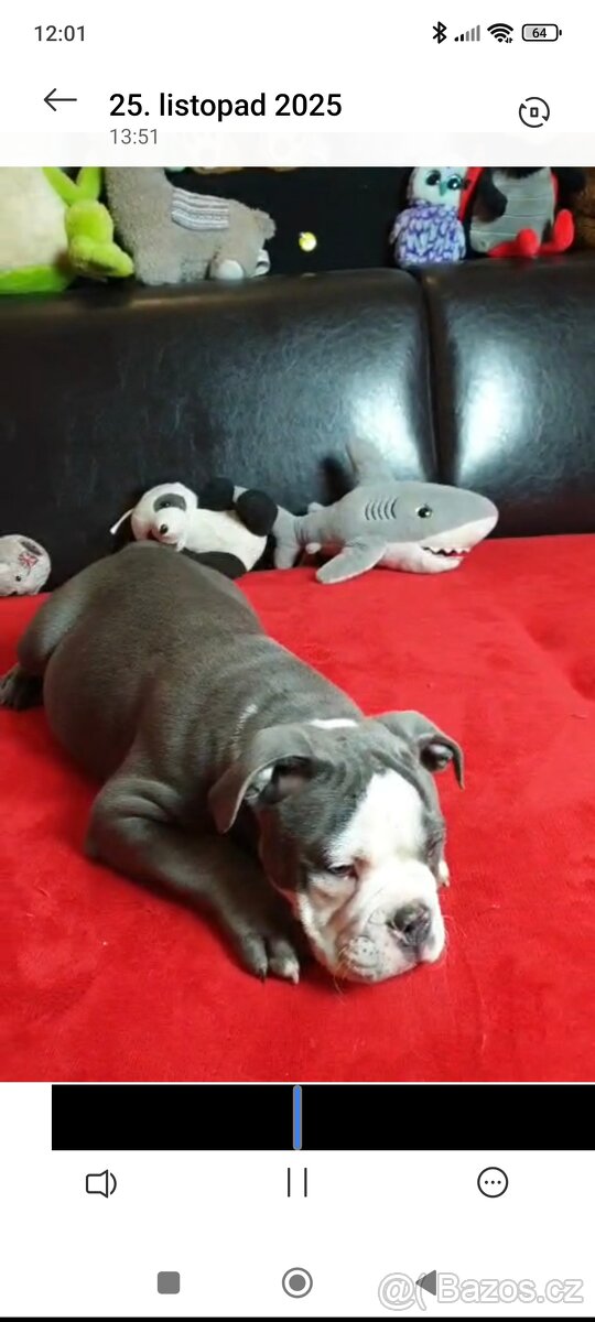 Old english buldod s PP staroanglicky buldok - 4