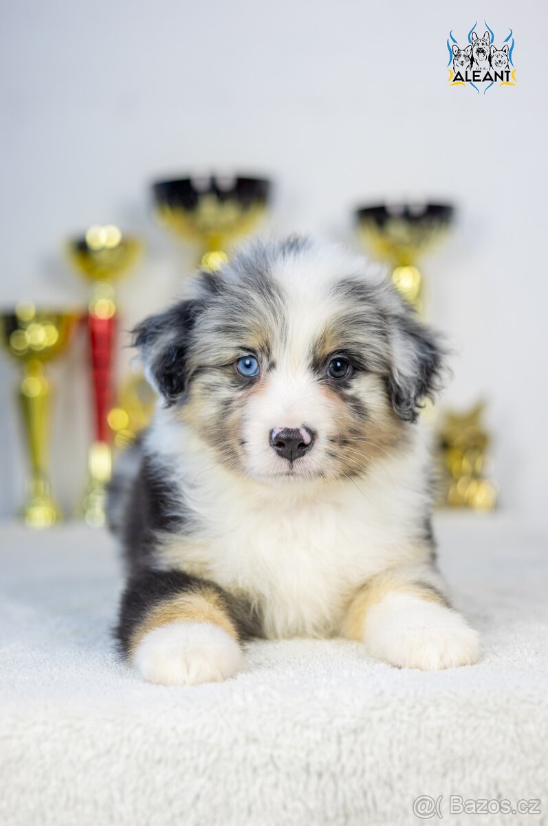 Miniatúrní americký ovčák s PP- instagram - Aleantmas - 4