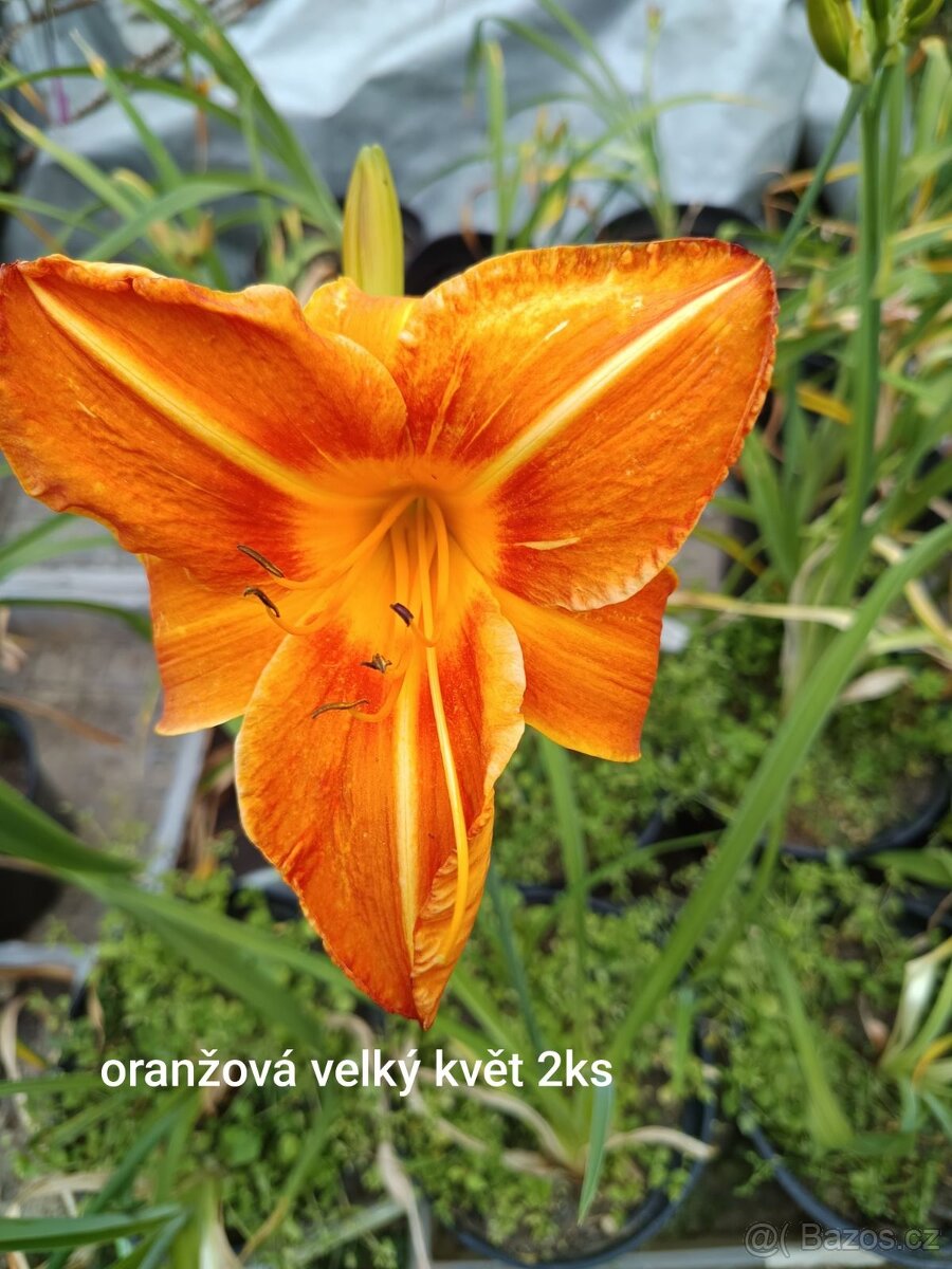 Keře, stromy, trvalky - 4