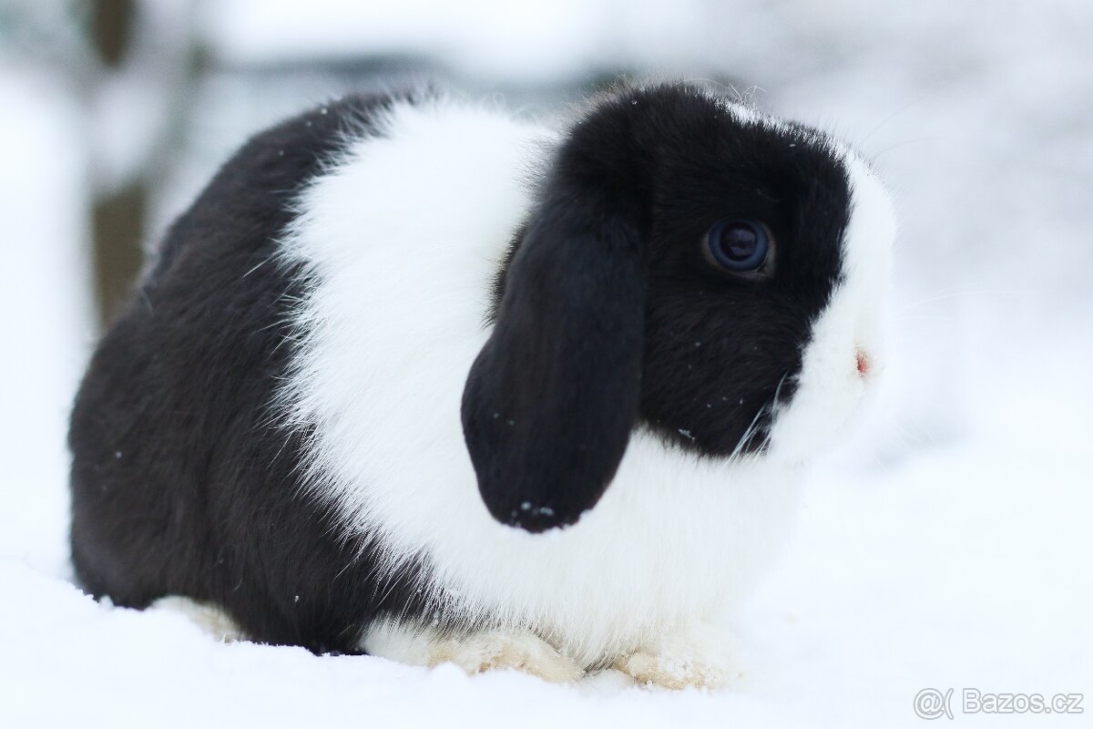 Krásná drobnější dvouletá Minilop samička - 4