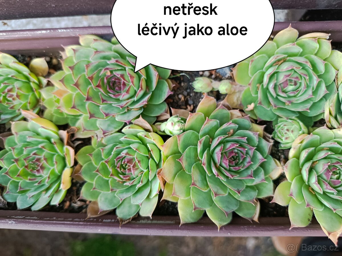 Netřesky sukulenty - 4