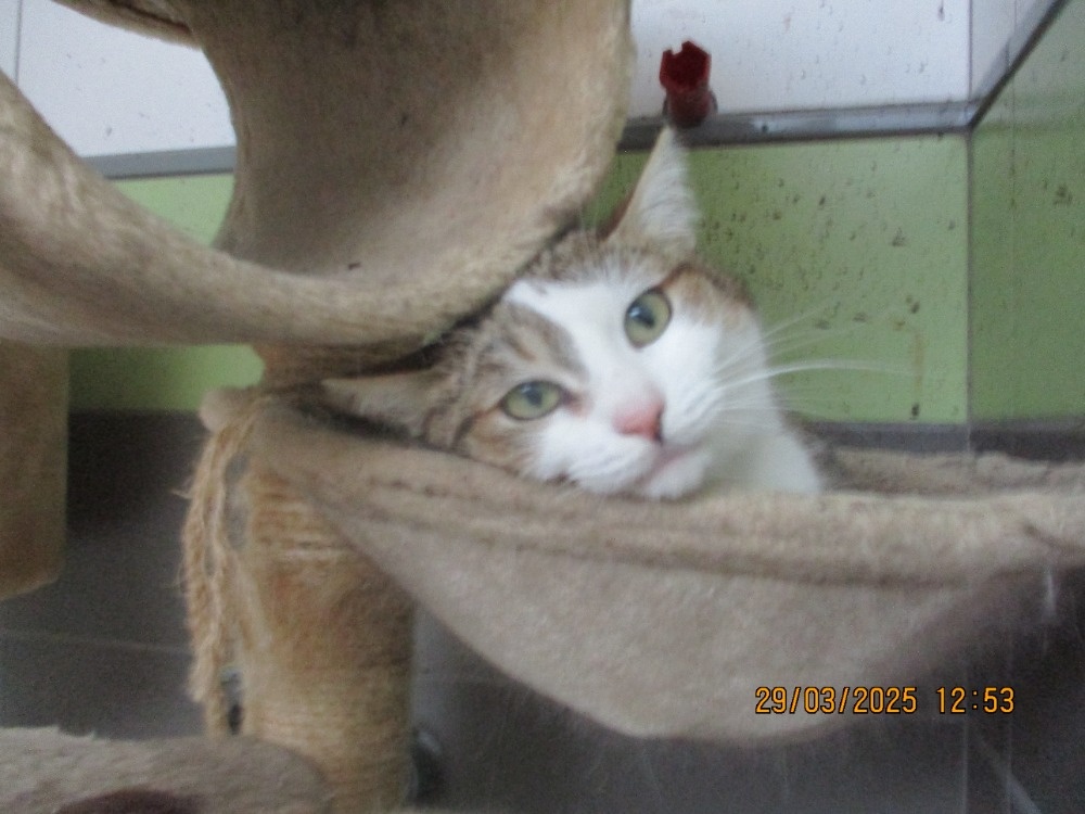 Elegantní kočička Gira zkrášlí domácnost - 4