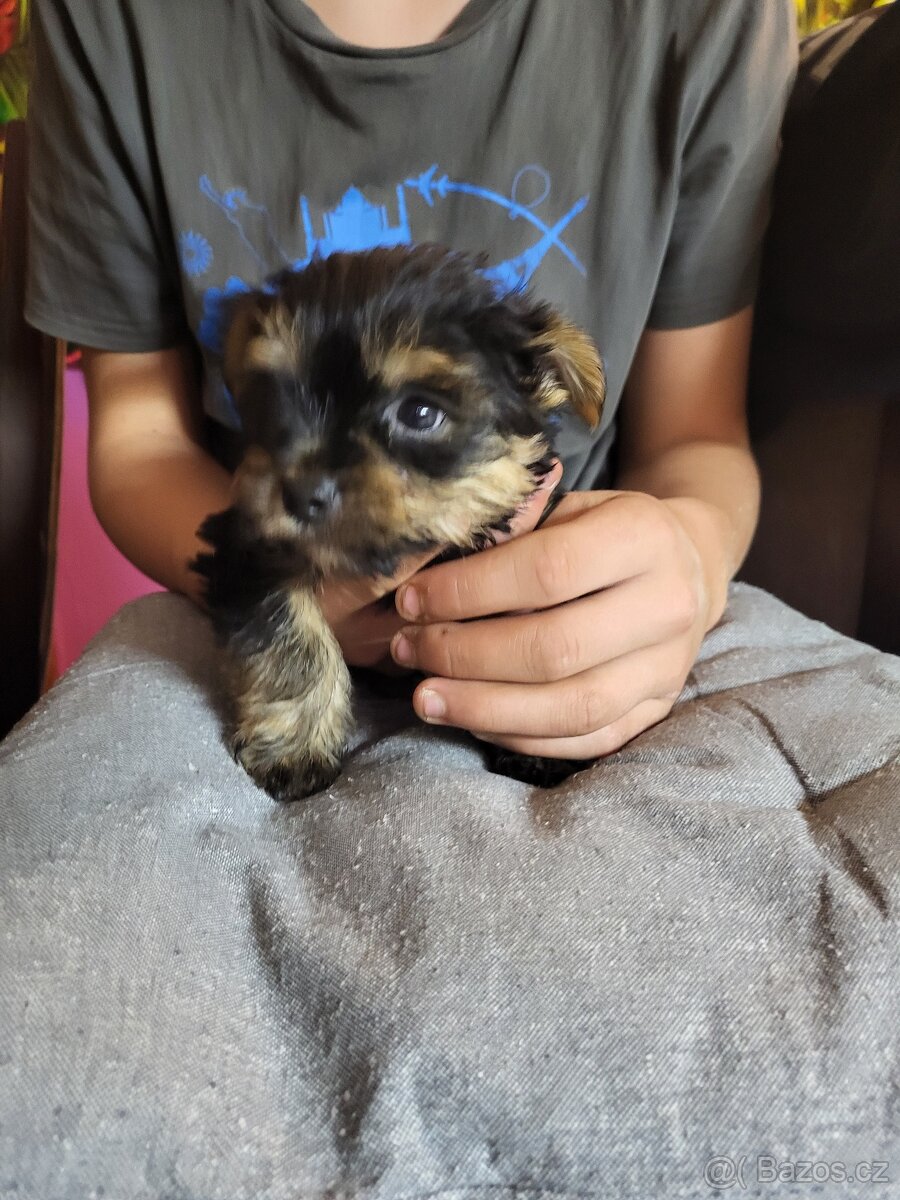 Jorkšírský teriér štěňátko pejsek - 4