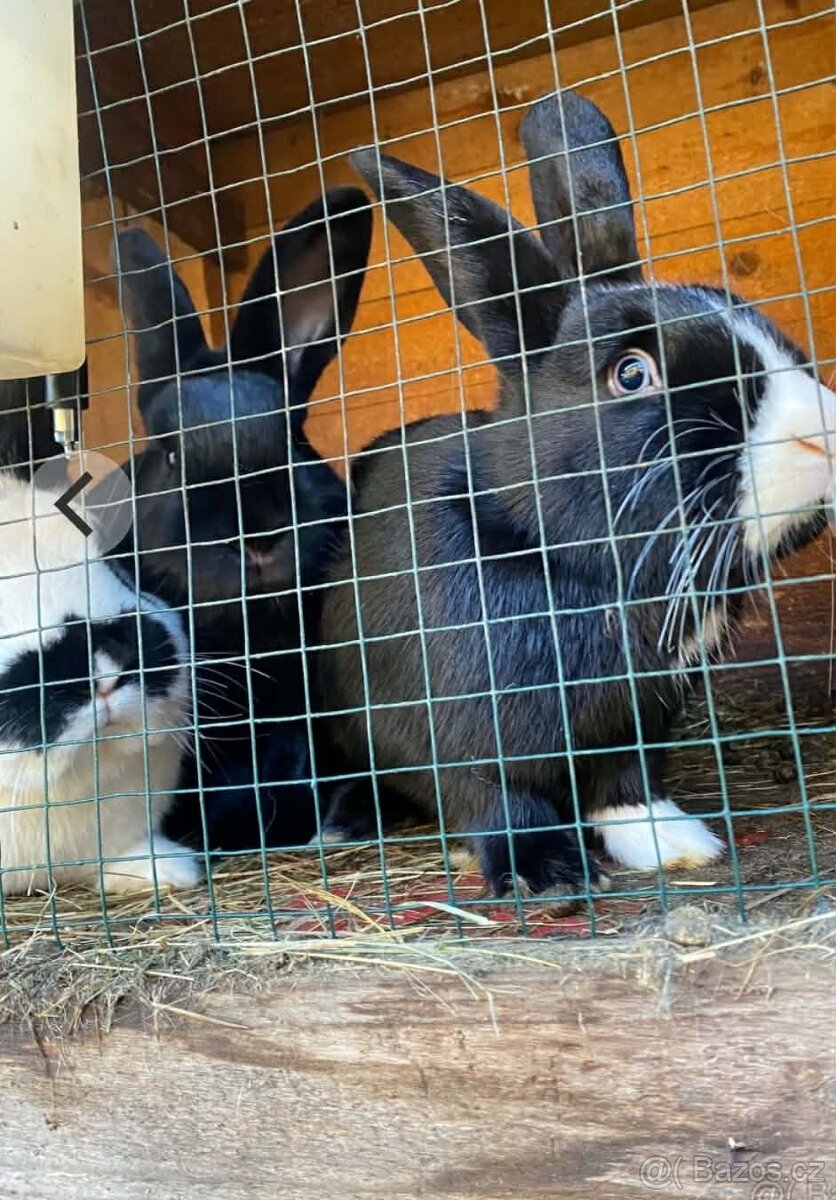 Králíky - 4
