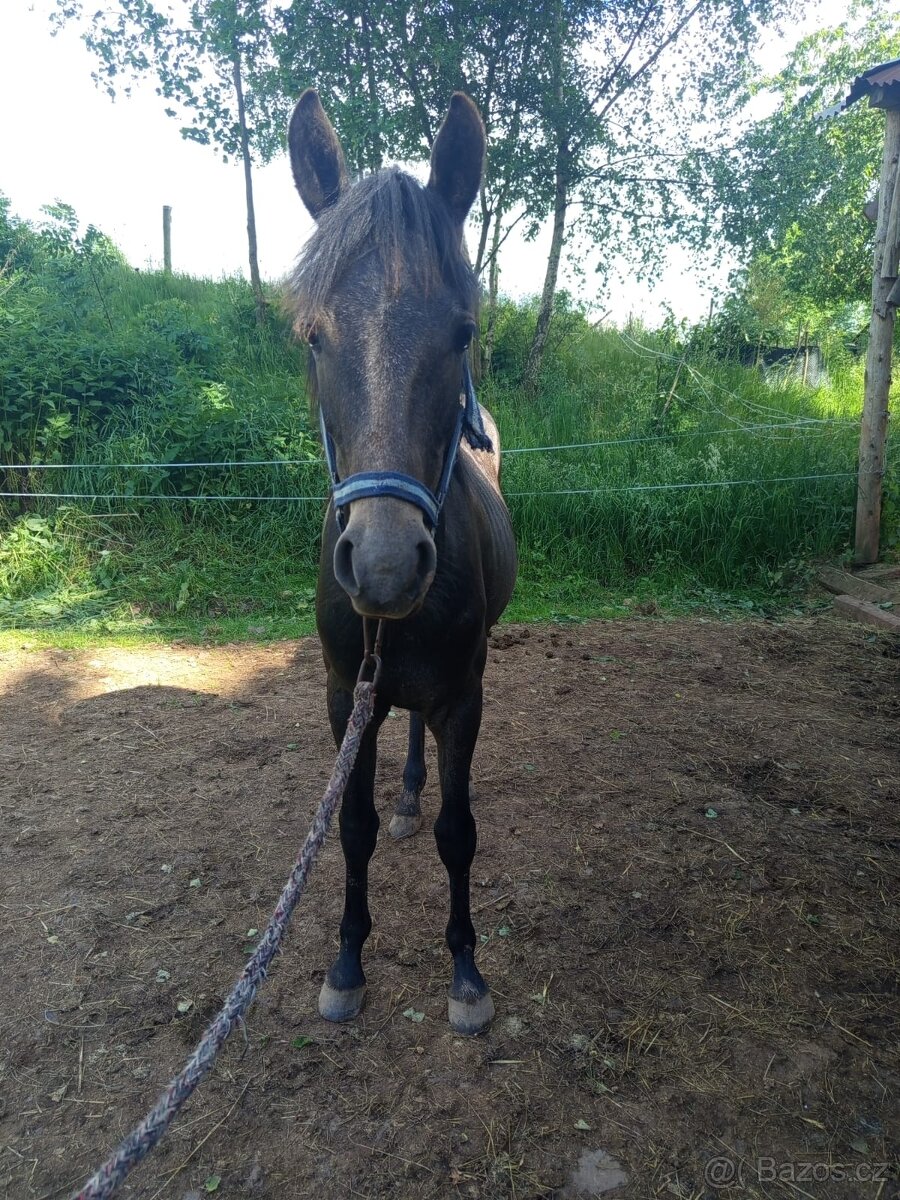 Pony ČSP - 4
