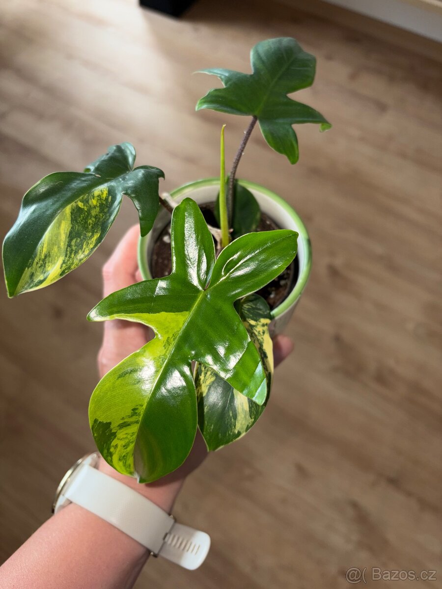 Philodendron florida beauty variegata - 4