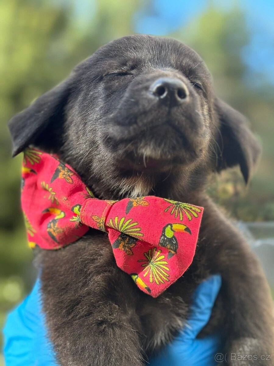 MISSY - fenečka, štěně 3 měsíce - 4