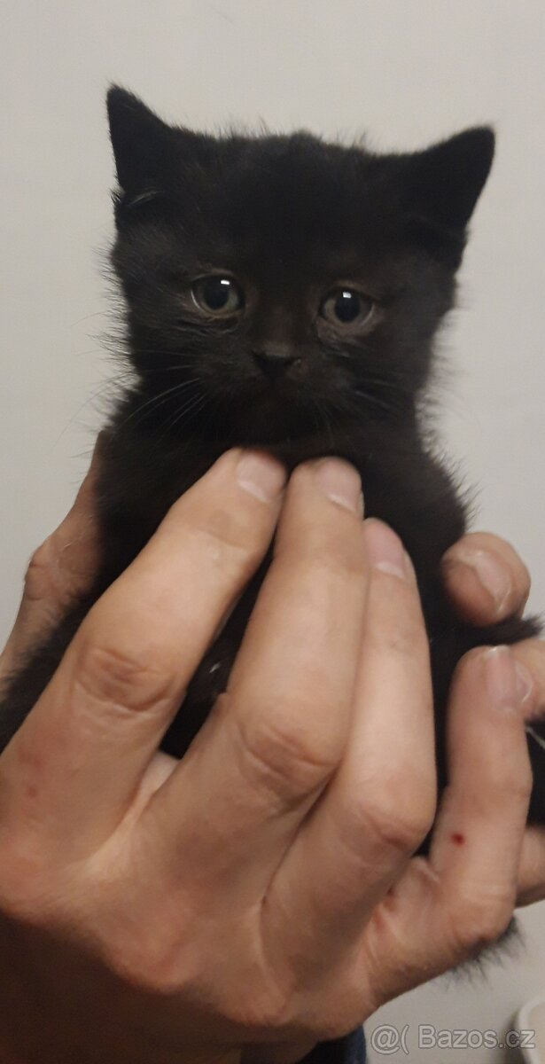 Daruji kočičího kluka - 4