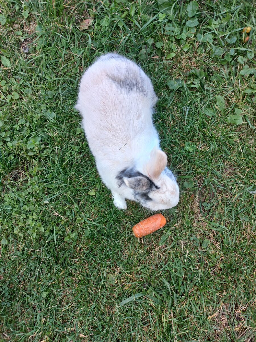 Daruji polozakrslého králíka - 4