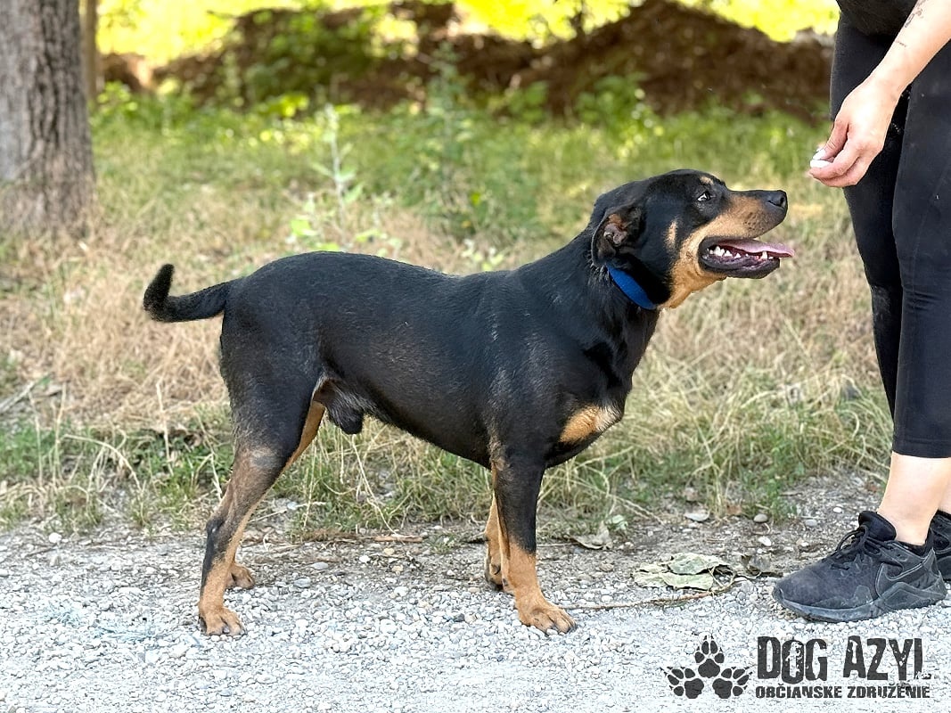 Dobrák Mayo hledá domov - 4