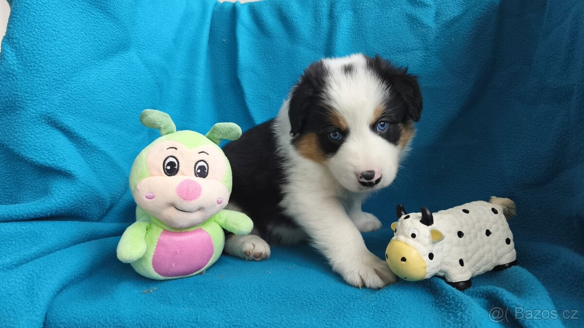 Border kolie štěňata - 4