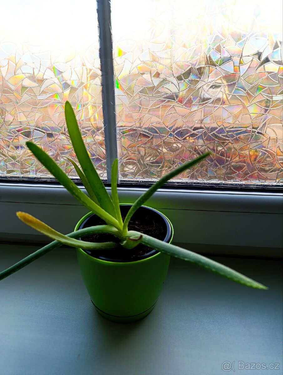 Aloe Vera pravá zdravá a silná rostlina - 4