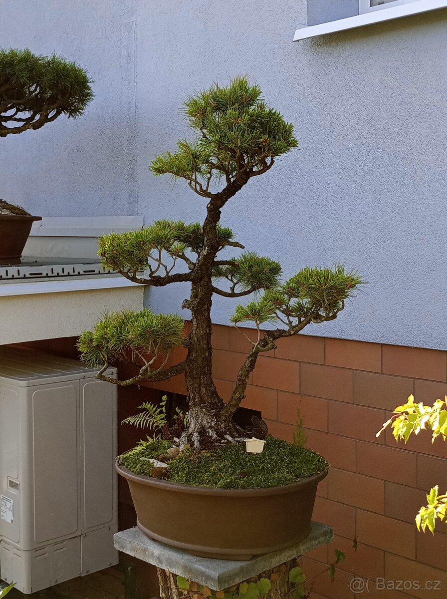 Borovice drobnokvětá bonsai - 4