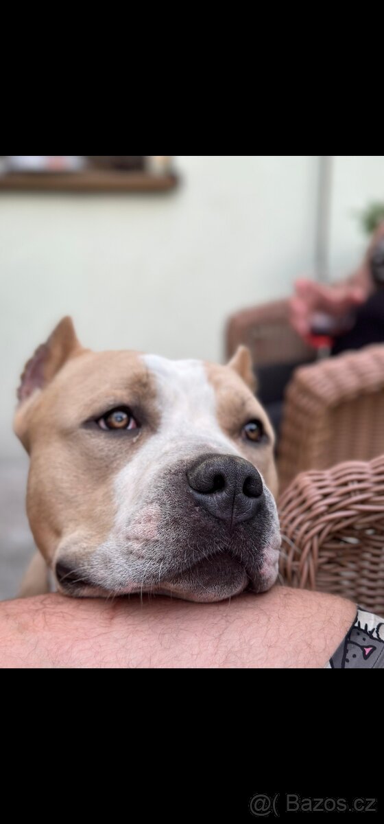 American Bully XL 3 roky - 4