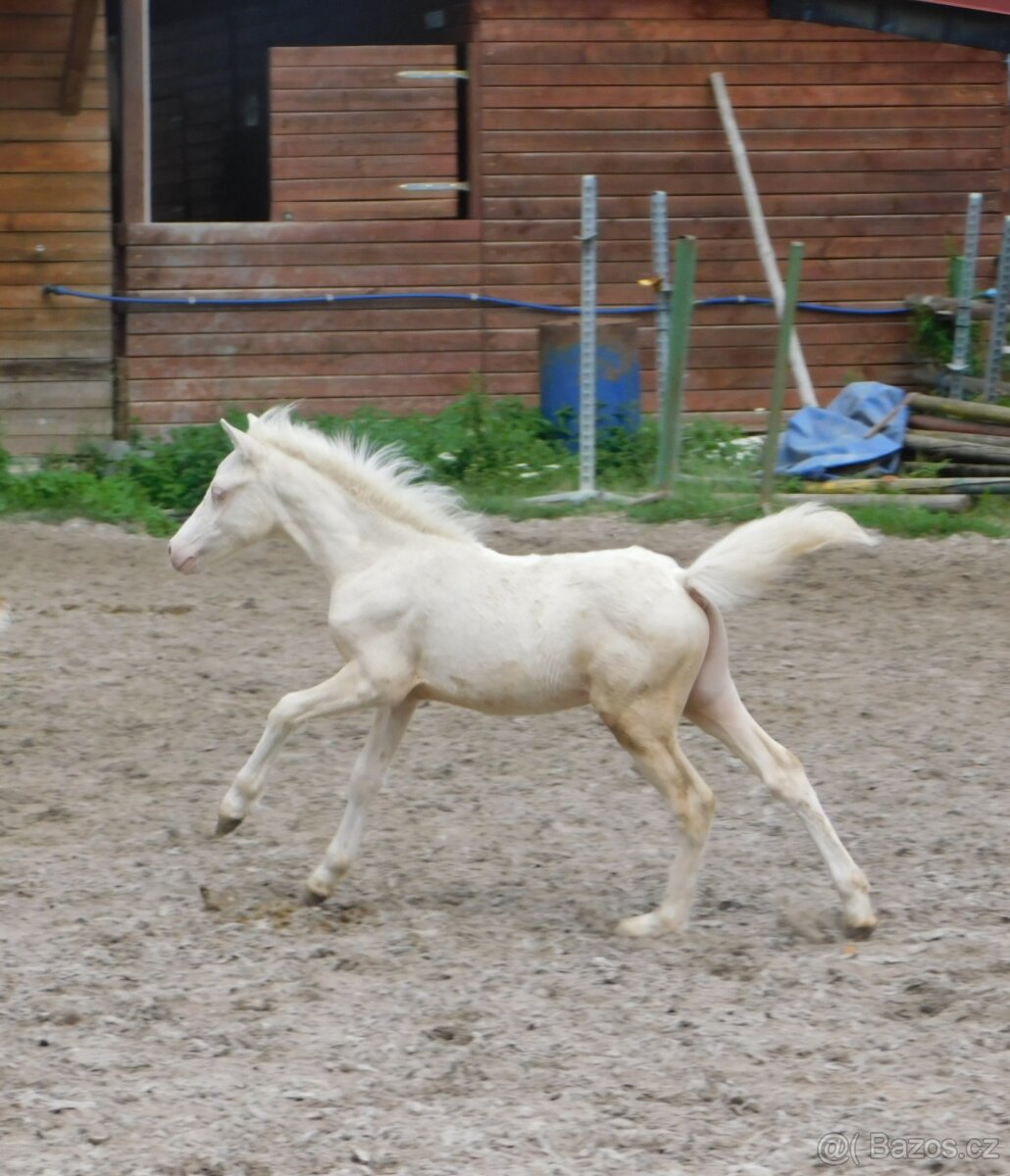 Dva pony hřebečci - 4