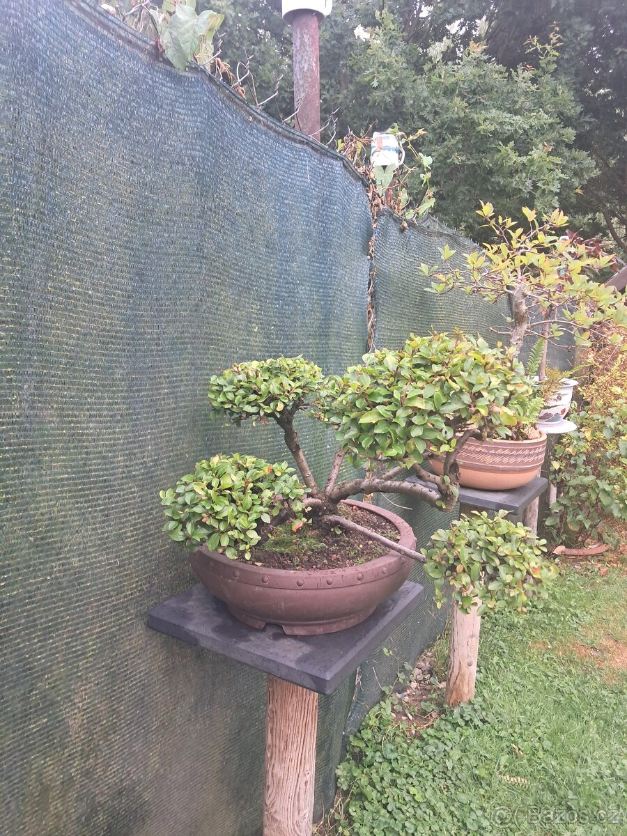 Bonsaj bonsai Skalnik - 4