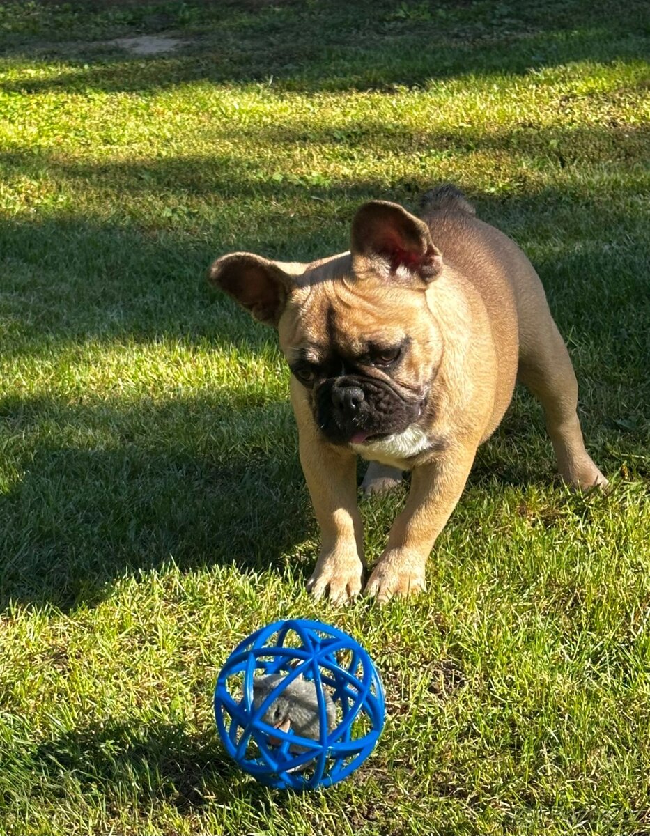 Francouzský buldoček s PP (FCI) - fawn fenečka s rodokmeňom - 4