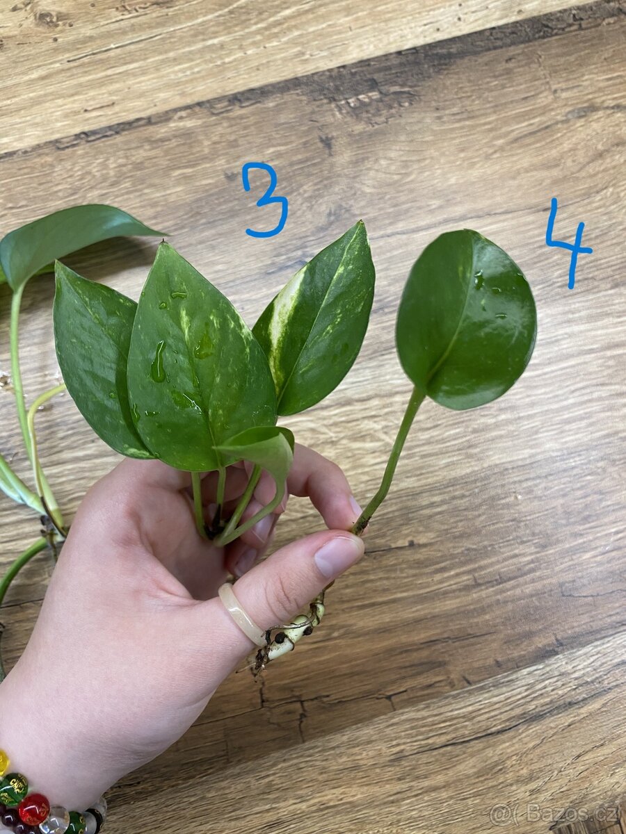 Epipremnum – zakořeněné řízky (panašované i klasické) - 4