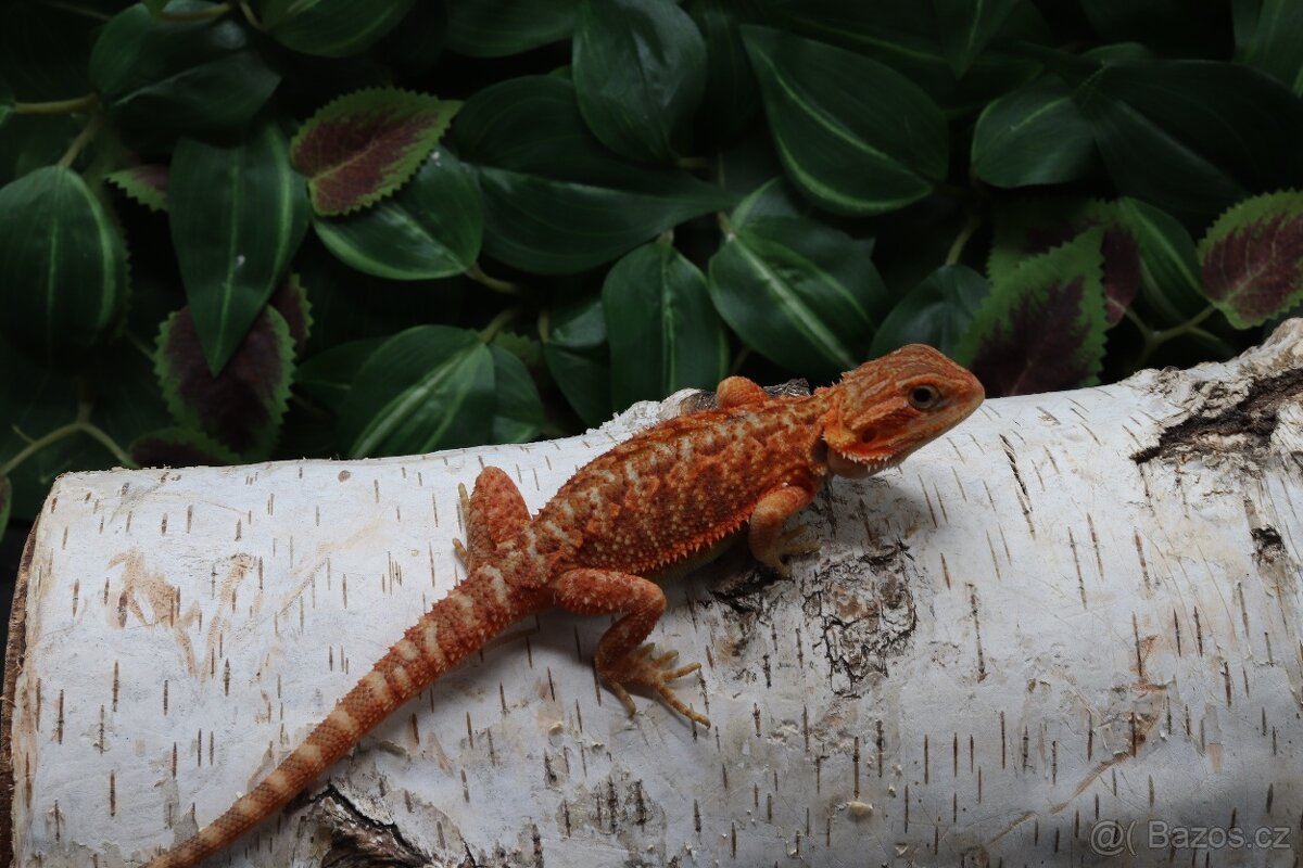 Agama vousatá - Coral mláďata - 4