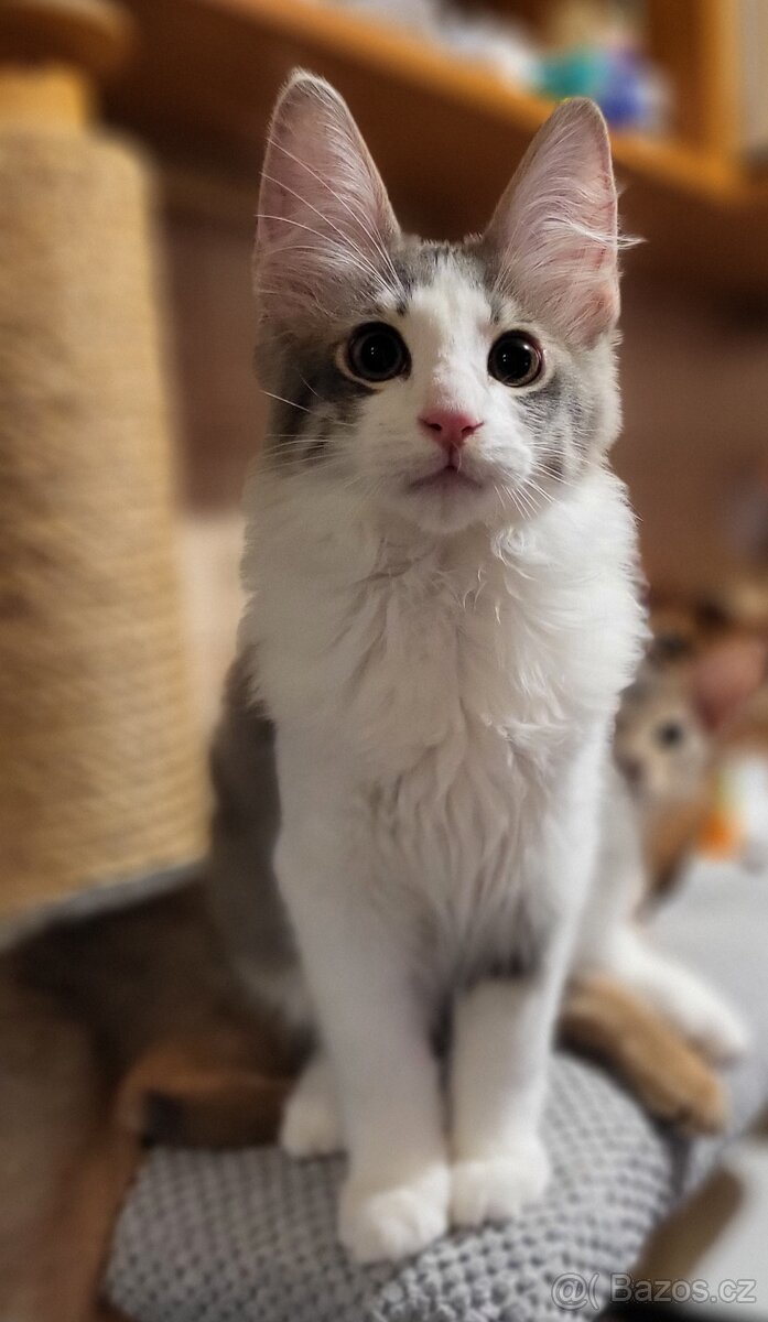 Turecká angora - koťátka s PP - 4