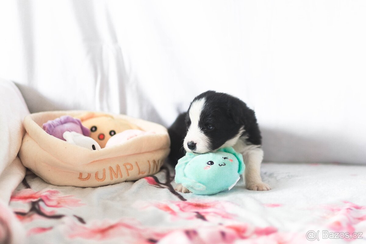 Štěně border kolie s PP - 4