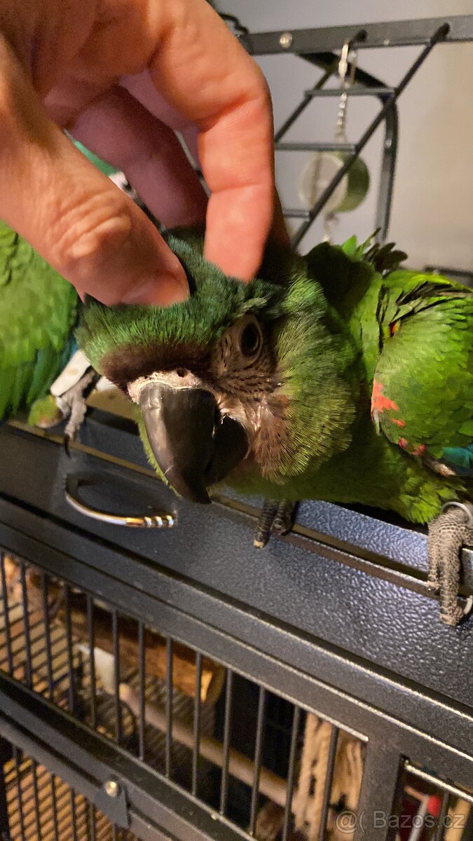 ARA SEVERA - ARA MALÝ - ručně dokrmený SAMEČEK / DNA test - 4