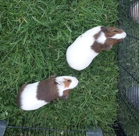 Morčata na prodej - 4