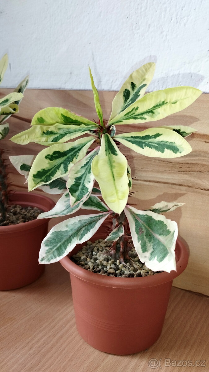 Euphorbia Milii variegated "Fireworks" - 4