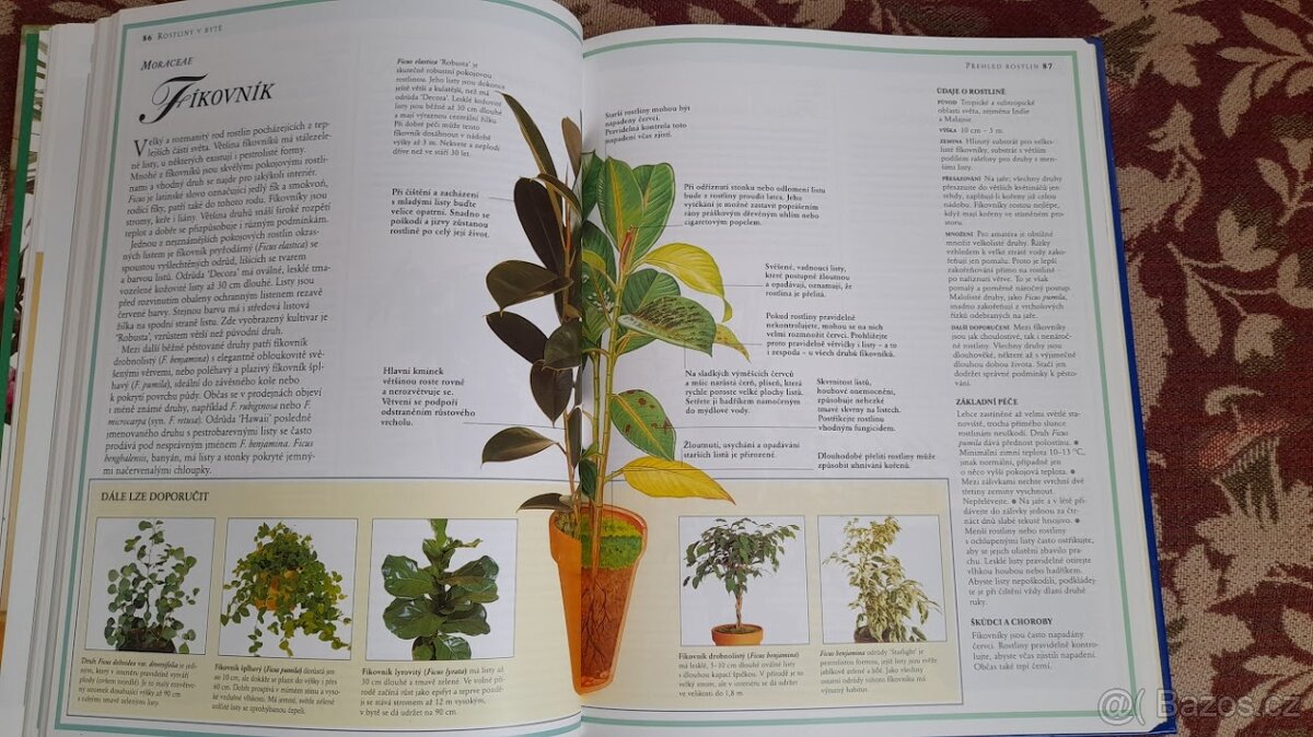 Rostliny v bytě, Izbové rastliny(slovensky) - 4