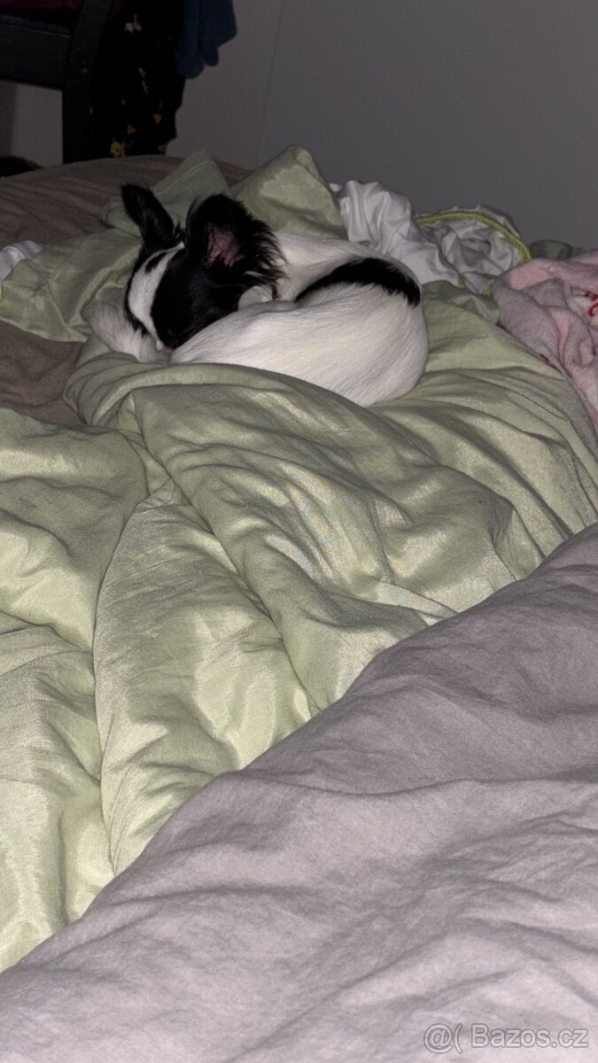 Dlouhosrstá čivava - 4