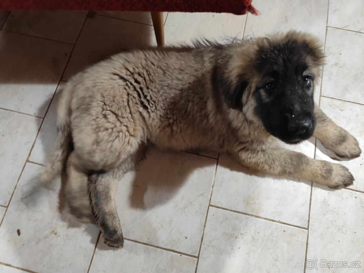 Šarplaninský pastevecký pes s PP - 4