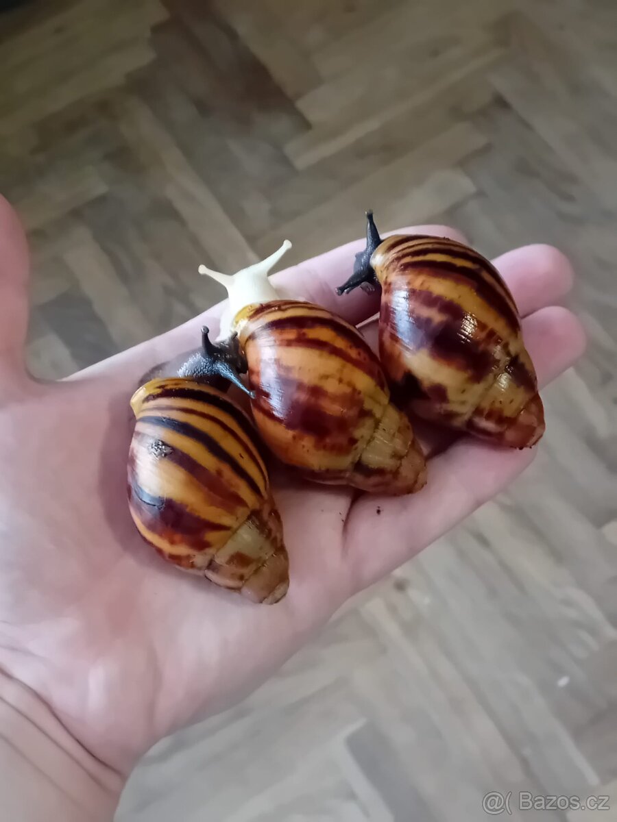 Africký šnek archachatina marginata suturalis - 4