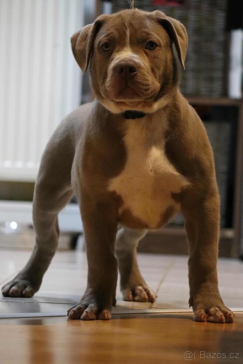 American bully xl xxl - 4
