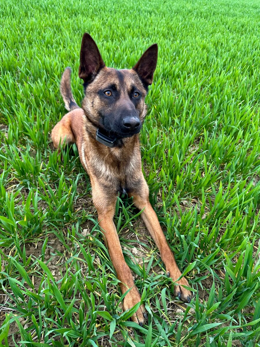 Belgický ovčák - malinois s PP - 4
