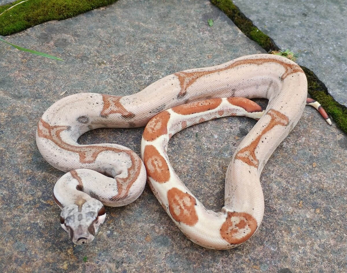 Boa imperator - Normal a Hypo 66% het Sterling VPI - 4