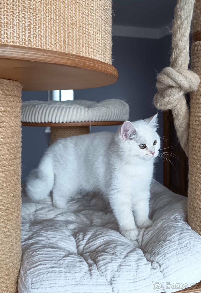 Koťátka britské kočky s PP - 4