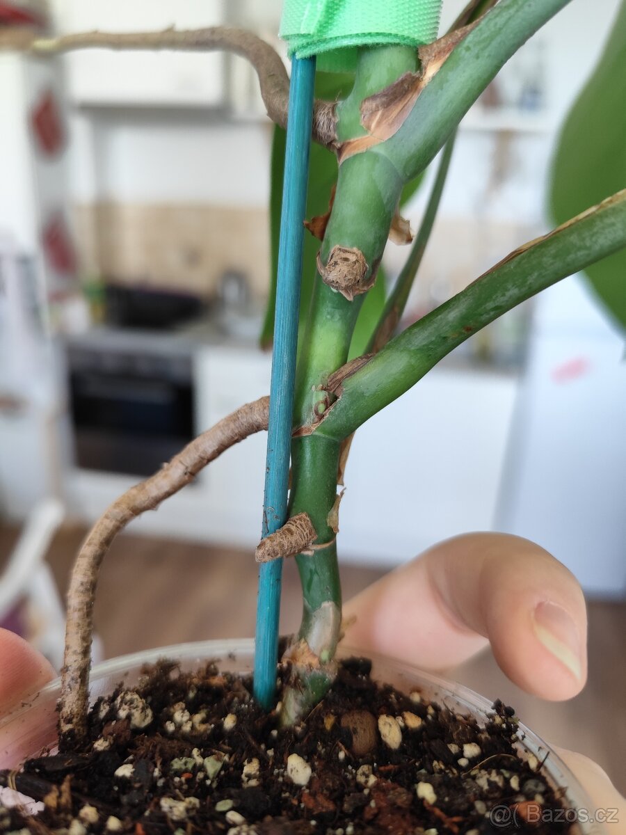 Monstera deliciosa - 4