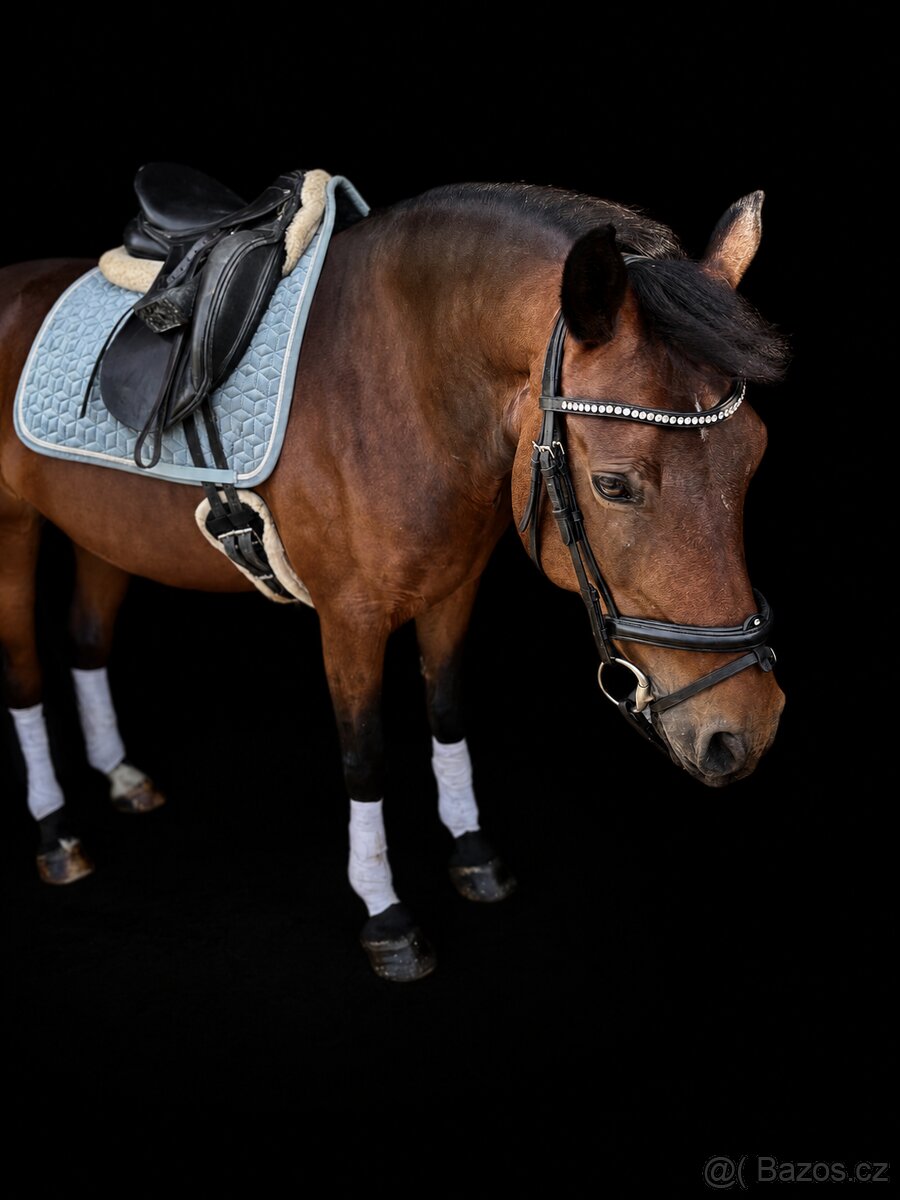 Drezúrna pony kobylka - 4