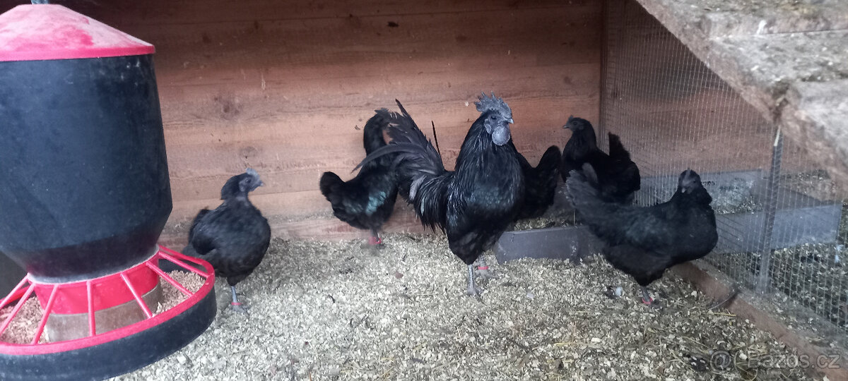 Ayam cemani - násadová vejce - 4