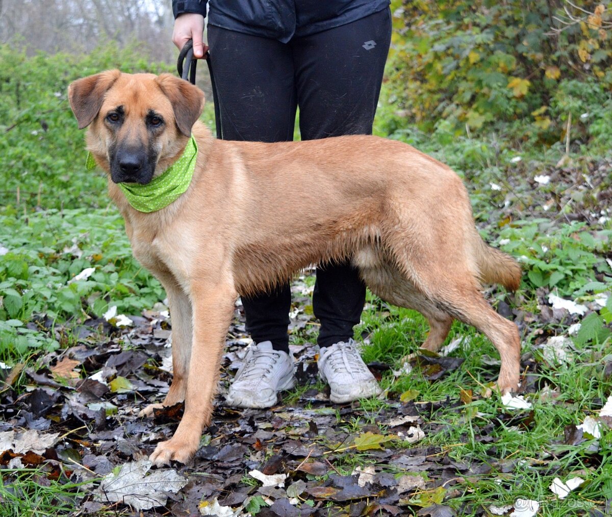 DONALD K ADOPCI - 2,5 ROKU, AKTIVNÝ,PŘÁTELSKÝ,VHODNÝ K RD - 4