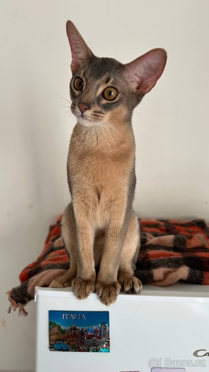 Habešsky kocourek - 4