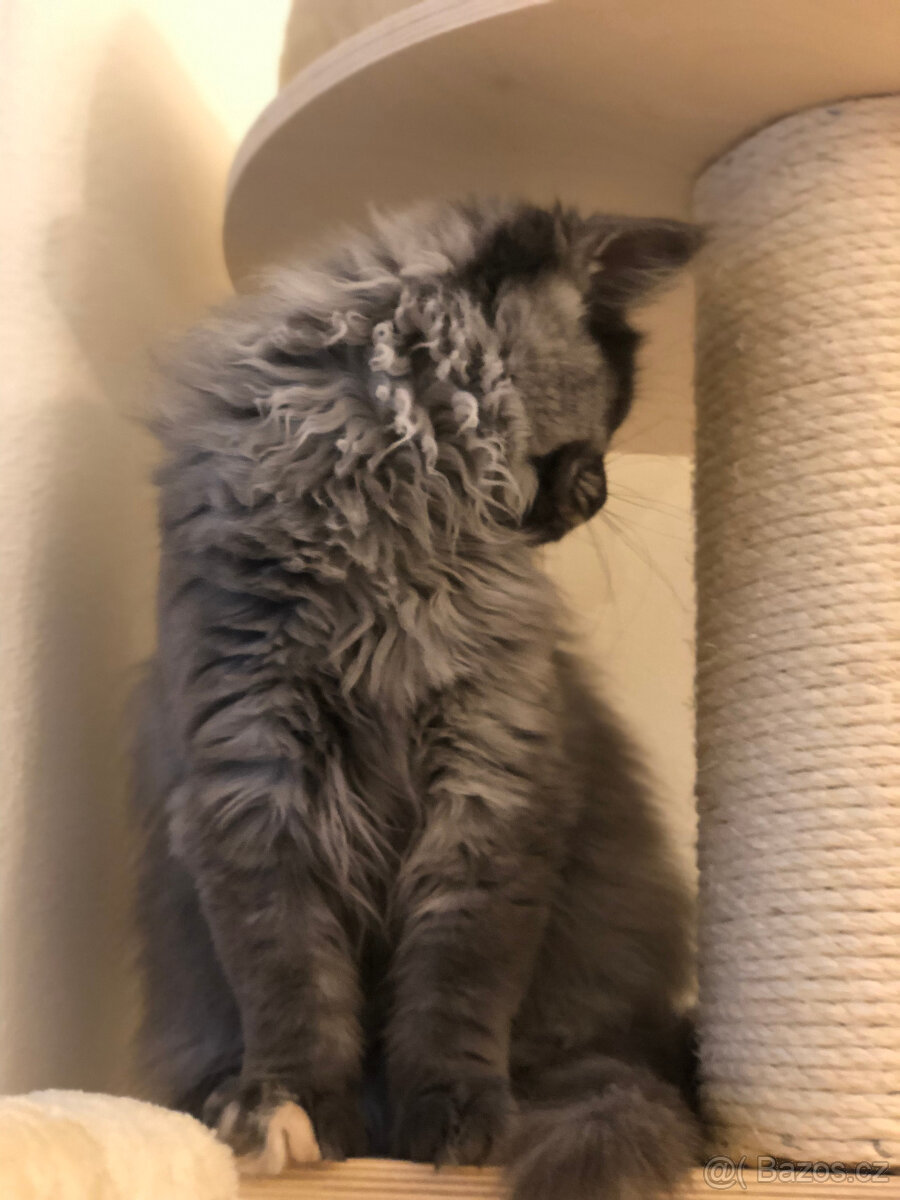 Mainská mývalí s PP - 4