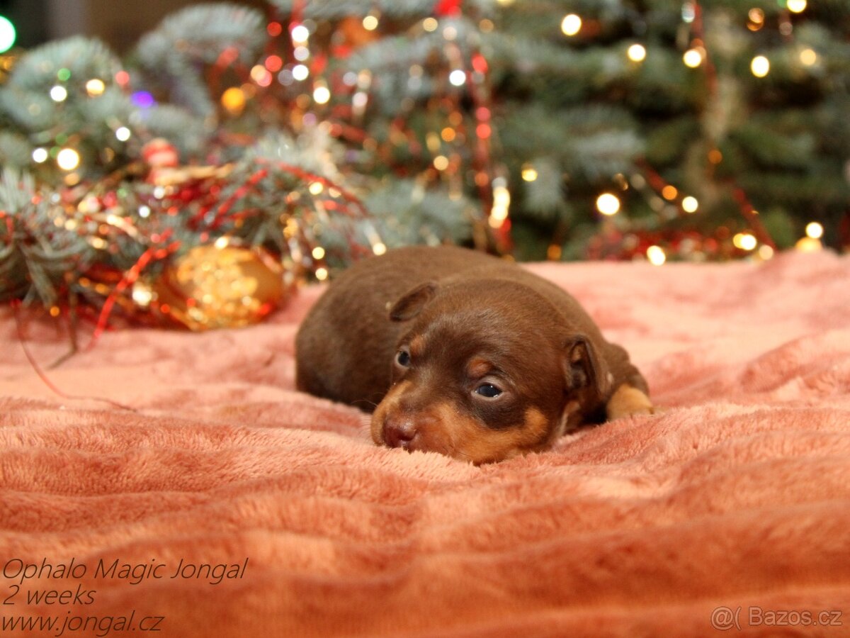 Pražský krysařík s PP FCI - 4