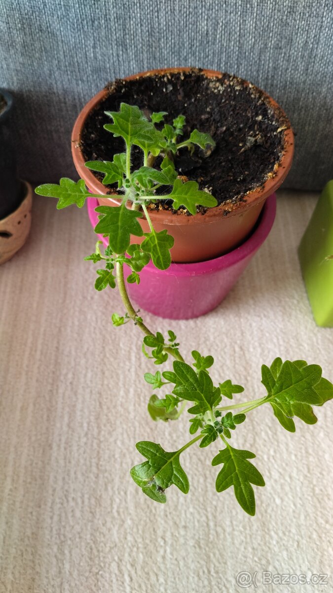 Prodam rostliny, kvetiny - 4